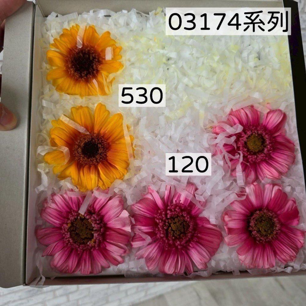 貓魚手作｜限量出清🌸日本大地農園 永生非洲菊 乒乓菊 小菊 百日草 新手入坑首選 練習打樣必備 便宜好玩不心痛-細節圖2