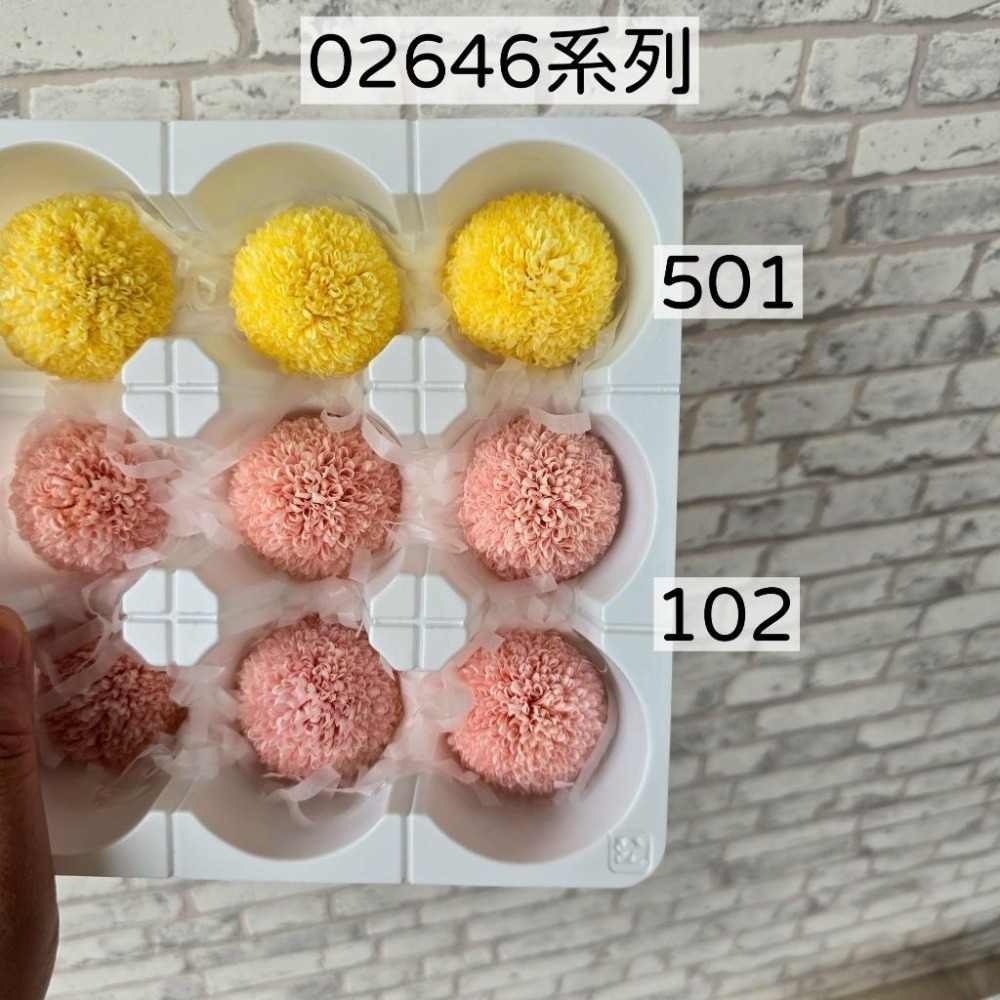 貓魚手作｜限量出清🌸日本大地農園 永生非洲菊 乒乓菊 小菊 百日草 新手入坑首選 練習打樣必備 便宜好玩不心痛-細節圖4