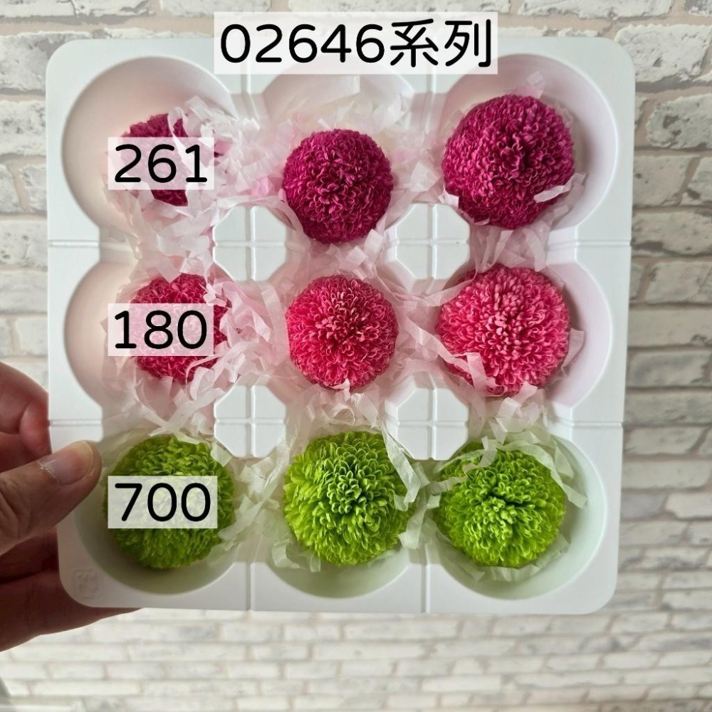 貓魚手作｜限量出清🌸日本大地農園 永生非洲菊 乒乓菊 小菊 百日草 新手入坑首選 練習打樣必備 便宜好玩不心痛-細節圖5