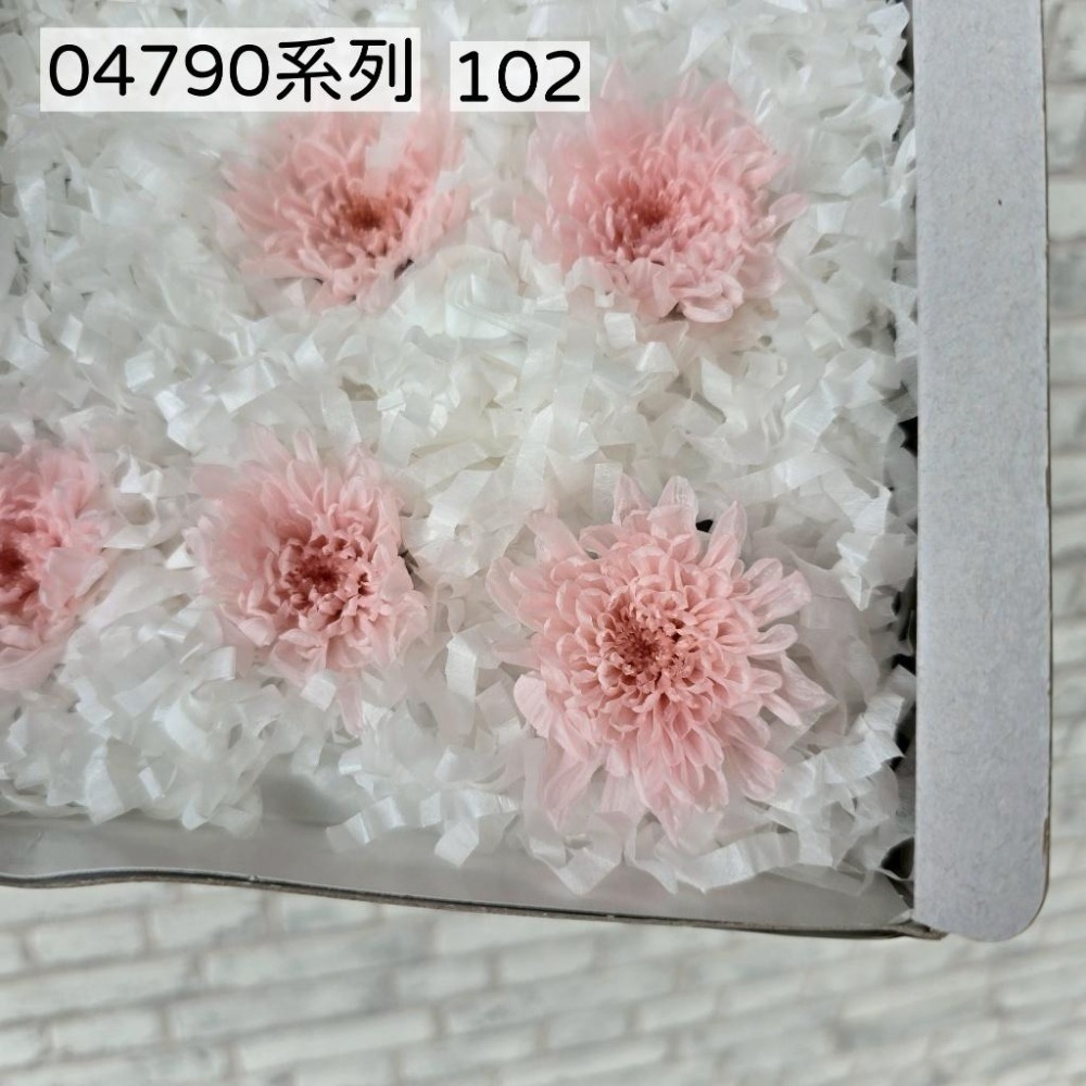 貓魚手作｜限量出清🌸日本大地農園 永生非洲菊 乒乓菊 小菊 百日草 新手入坑首選 練習打樣必備 便宜好玩不心痛-細節圖7
