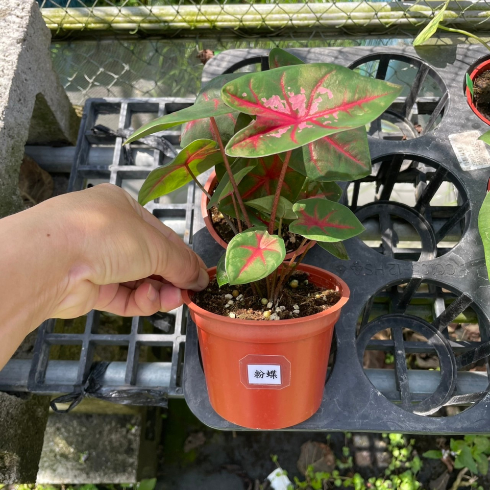 觀葉植物-彩葉芋-粉蝶-細節圖2