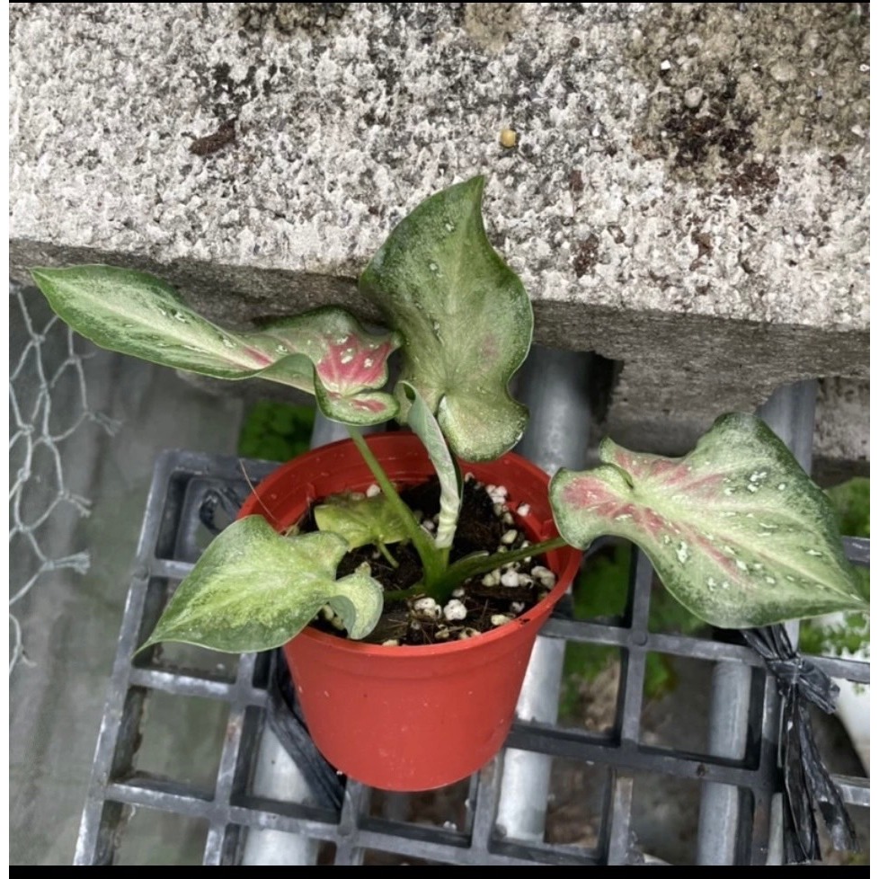 觀葉植物-彩葉芋-鍾無艷-細節圖2