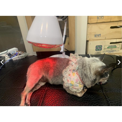 飛利浦紅外線理療燈理療家用(寵物癱瘓可用)