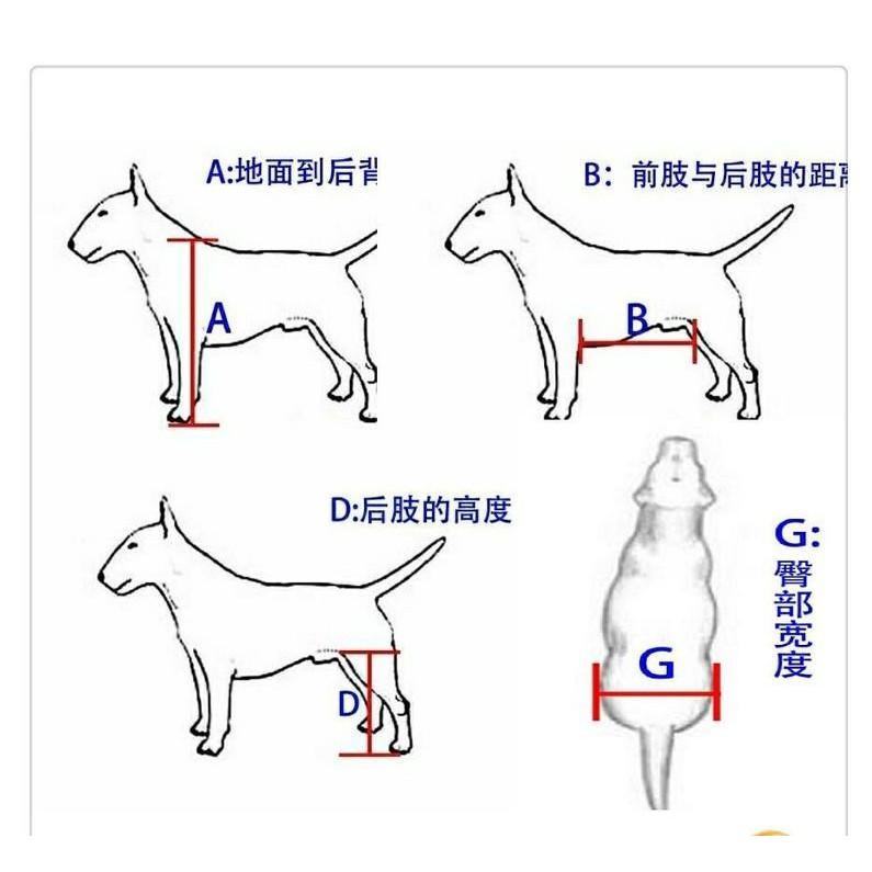 癱瘓狗康復用車 老年狗輪椅 寵物輪椅-細節圖6