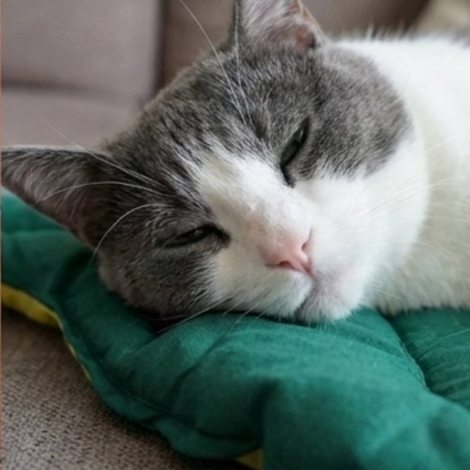 森林系療癒葉子睡墊｜可折疊收納 四季適用 貓床 寵物地墊 睡床-細節圖8