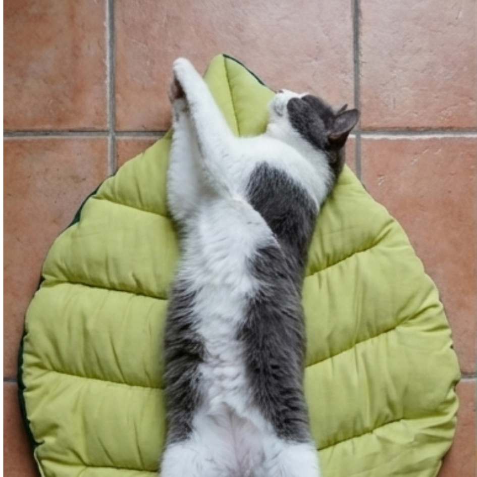 森林系療癒葉子睡墊｜可折疊收納 四季適用 貓床 寵物地墊 睡床-細節圖9