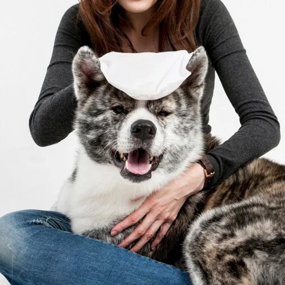 防蚊防蚤擦澡手套(5入/包) bonbonpet 免沖洗 溫和抑菌 貓狗通用 狗狗清潔-細節圖3