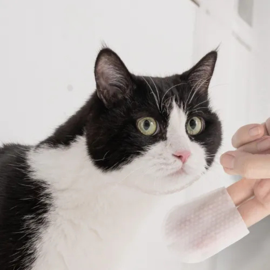 植萃清潔淚痕指套40入 bonbonpet 寵物濕紙巾 潔耳指套 除臭 淚痕清潔 潔牙 貓狗通用-細節圖3