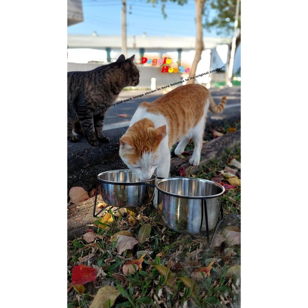 下殺出清！304不銹鋼雙碗 ｜ 加厚大容量食碗 貓狗通用飯盆 ｜ 寵物碗 特價 【多吉狗屋】-細節圖3