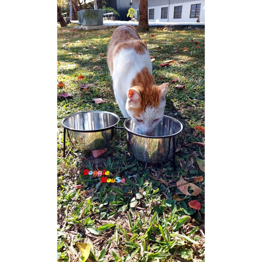 下殺出清！304不銹鋼雙碗 ｜ 加厚大容量食碗 貓狗通用飯盆 ｜ 寵物碗 特價 【多吉狗屋】-細節圖4