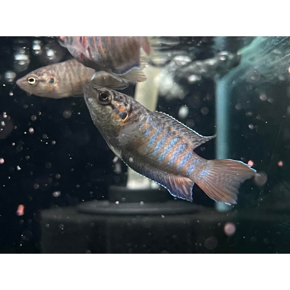 [苔之坊］原生種蓋斑鬥魚魚苗。約1.5公分10隻一組。-細節圖2