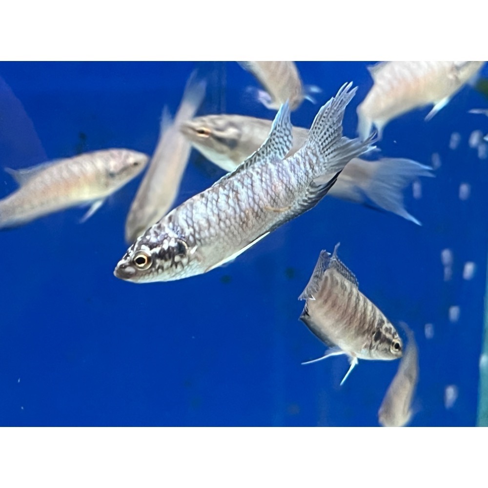 ［苔之坊］中山蛇改良蓋斑。約三公分五隻一組。蓋斑鬥魚-細節圖2