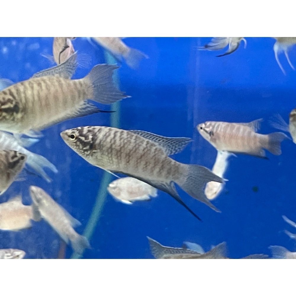 ［苔之坊］中山蛇改良蓋斑。約三公分五隻一組。蓋斑鬥魚-細節圖3