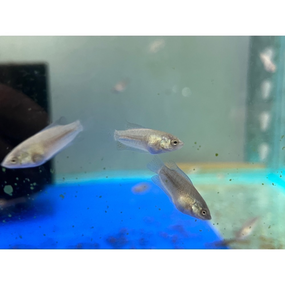 ［苔之坊］越南黑叉魚苗。約1.2公分七隻一組。蓋斑鬥魚-細節圖2