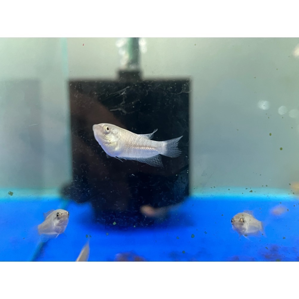 ［苔之坊］越南黑叉魚苗。約1.2公分七隻一組。蓋斑鬥魚-細節圖3