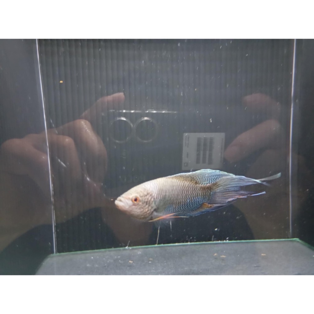 ［苔之坊］越南黑叉魚苗。約1.2公分七隻一組。蓋斑鬥魚-細節圖4