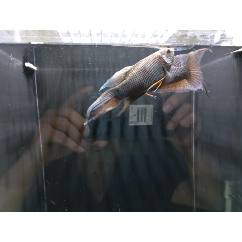 ［苔之坊］越南黑叉魚苗。約1.2公分七隻一組。蓋斑鬥魚-細節圖5