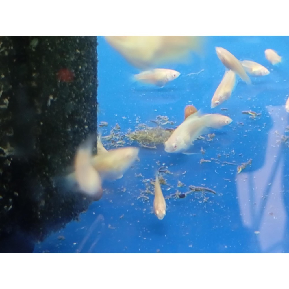 ［苔之坊］白子澳火蓋斑魚苗。約1.5公分七隻ㄧ組。蓋斑鬥魚-細節圖2