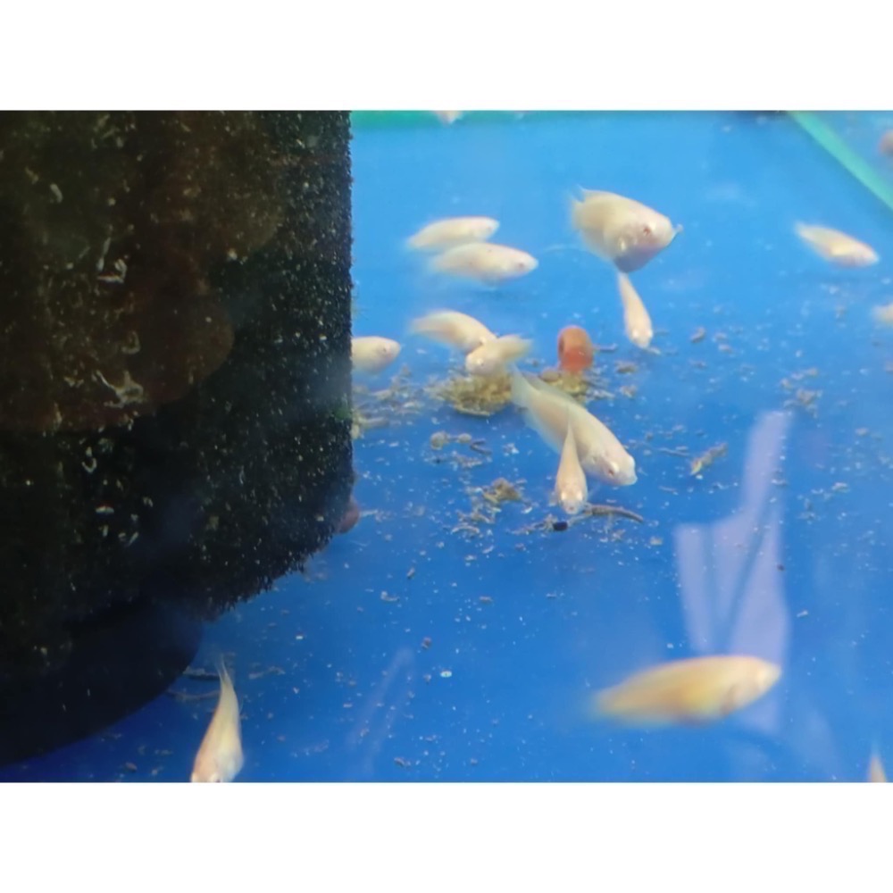 ［苔之坊］白子澳火蓋斑魚苗。約1.5公分七隻ㄧ組。蓋斑鬥魚-細節圖3