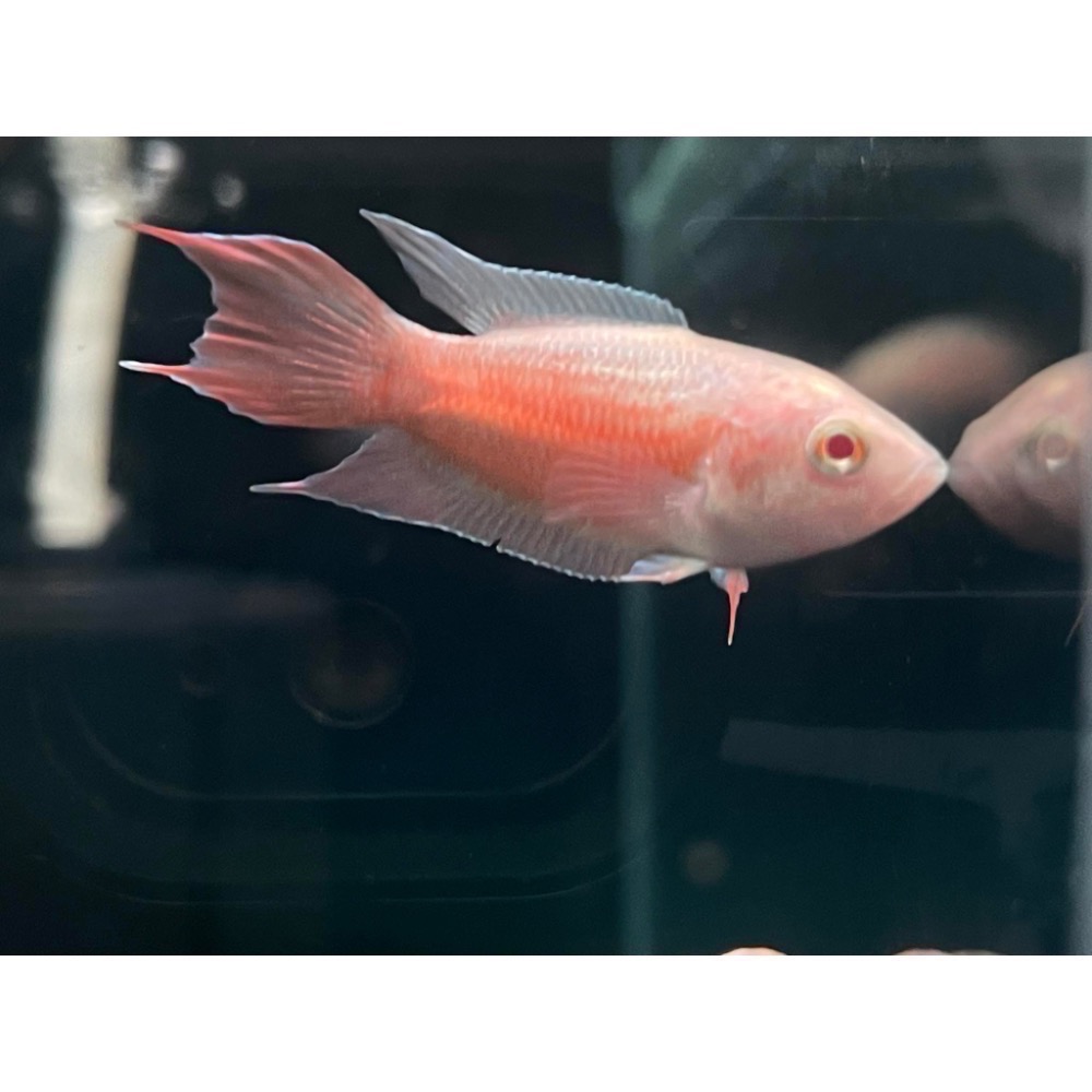 ［苔之坊］白化紅火焰魚苗。約1.2公分七隻ㄧ組。改良蓋斑鬥魚-細節圖2