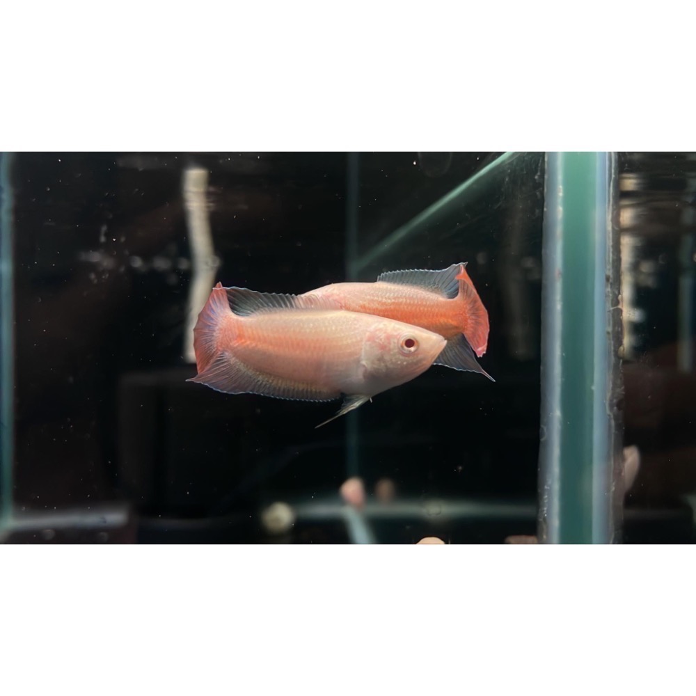 ［苔之坊］白化紅火焰魚苗。約1.2公分七隻ㄧ組。改良蓋斑鬥魚-細節圖3