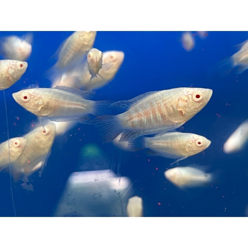 ［苔之坊］白兔魚苗。白子蓋斑。約1.2公分七隻ㄧ組。蓋斑鬥魚-細節圖3
