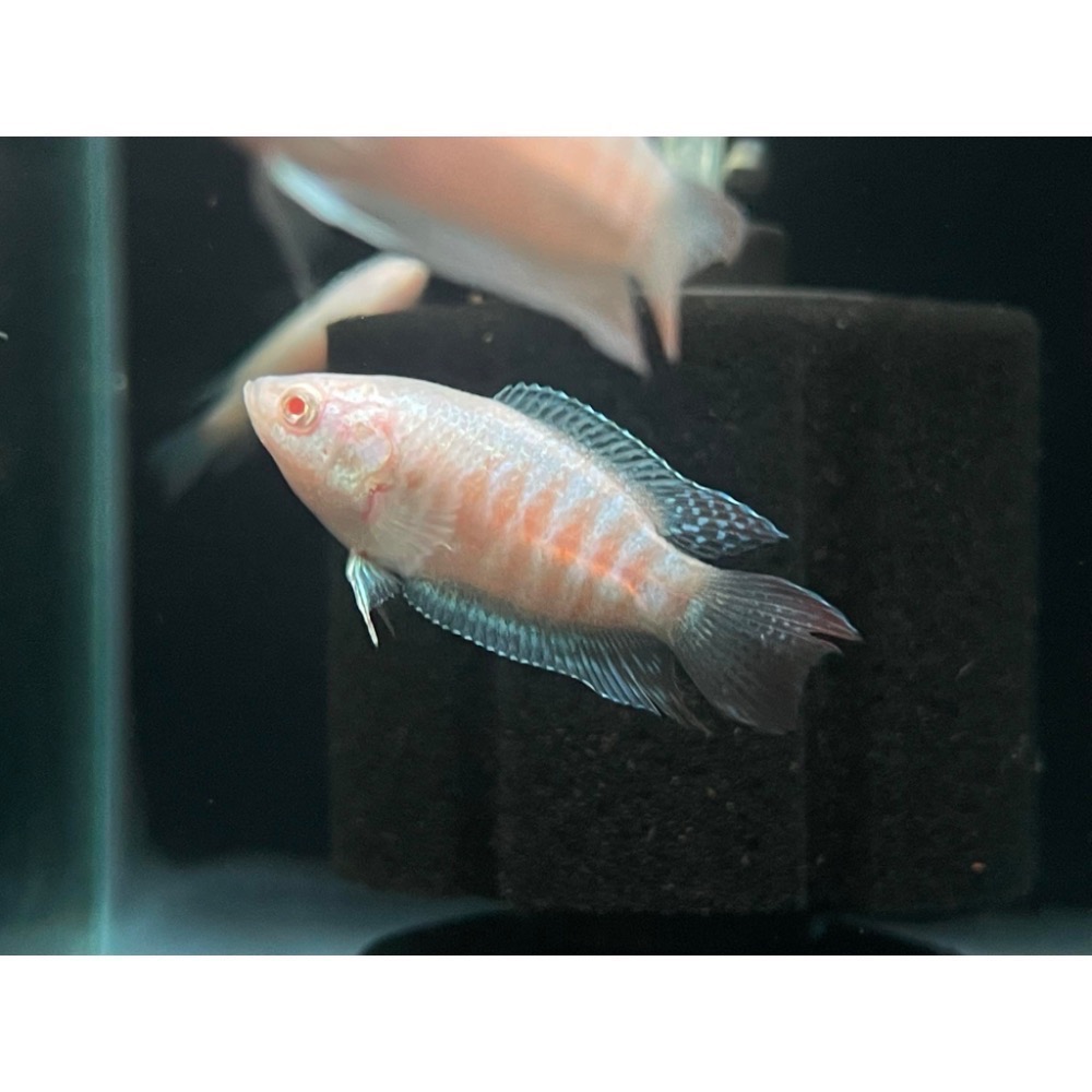 ［苔之坊］白兔魚苗。白子蓋斑。約2.0公分七隻ㄧ組。蓋斑鬥魚-細節圖2