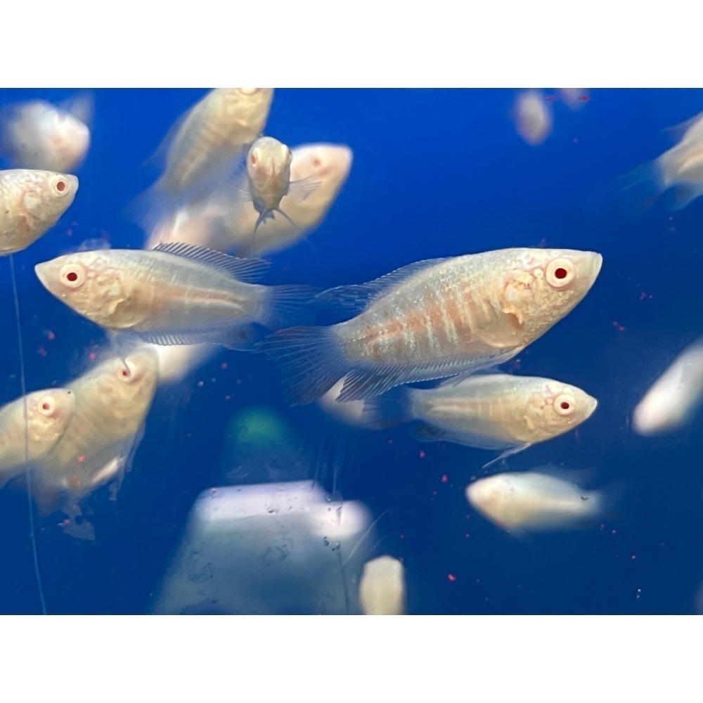 ［苔之坊］白兔魚苗。白子蓋斑。約2.0公分七隻ㄧ組。蓋斑鬥魚-細節圖3