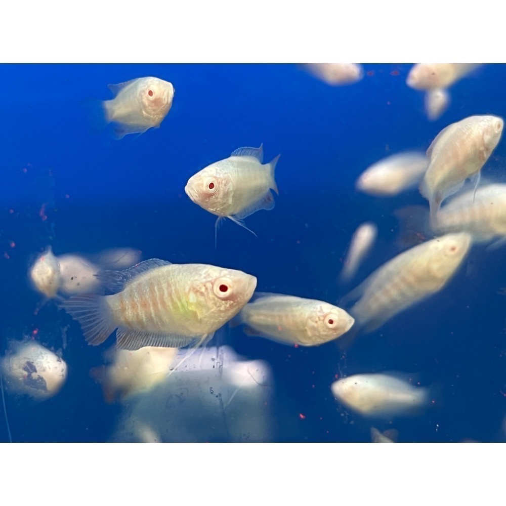 ［苔之坊］白兔魚苗。白子蓋斑。約2.0公分七隻ㄧ組。蓋斑鬥魚-細節圖4