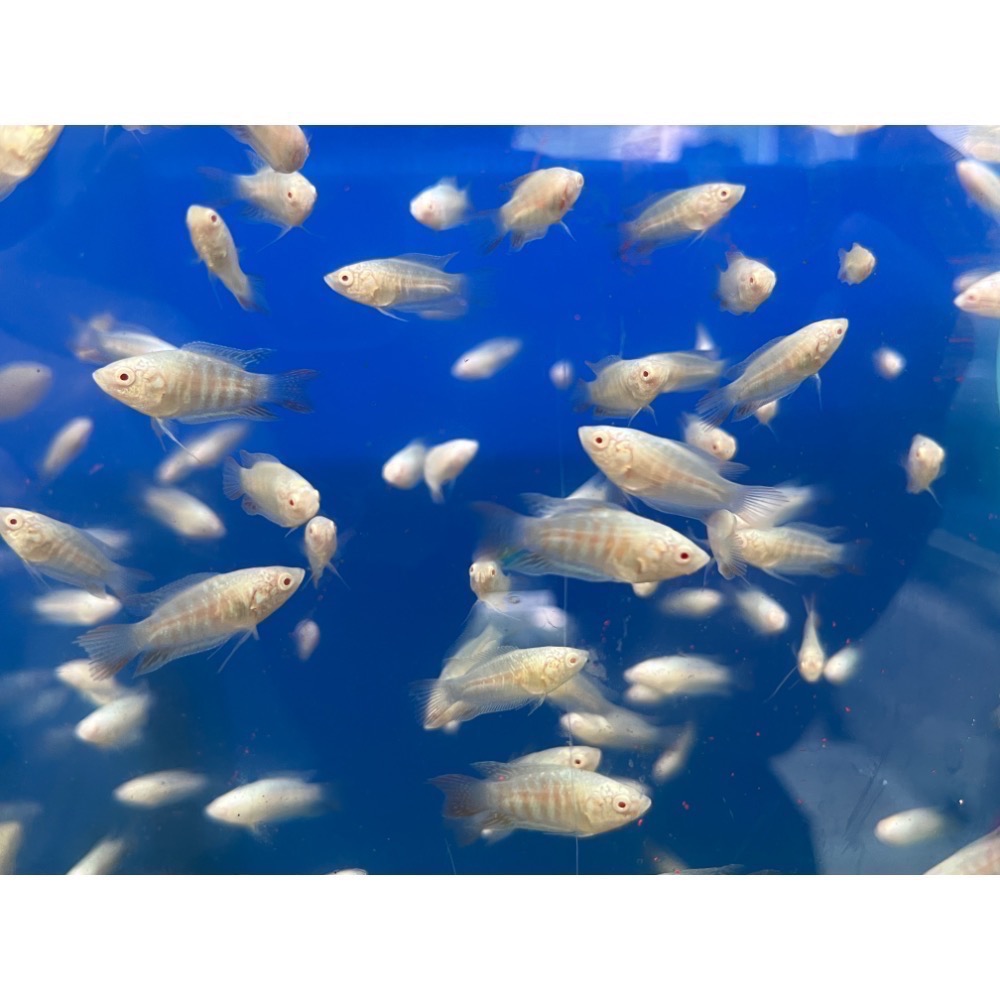 ［苔之坊］白兔魚苗。白子蓋斑。約2.0公分七隻ㄧ組。蓋斑鬥魚-細節圖5