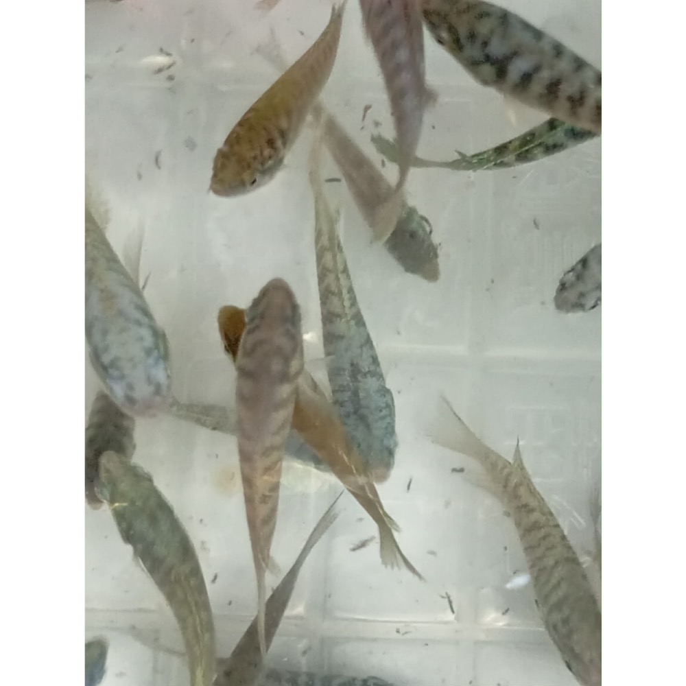 ［苔之坊］蛇血藍魚苗。約1.5公分七隻ㄧ組。改良蓋斑鬥魚-細節圖2