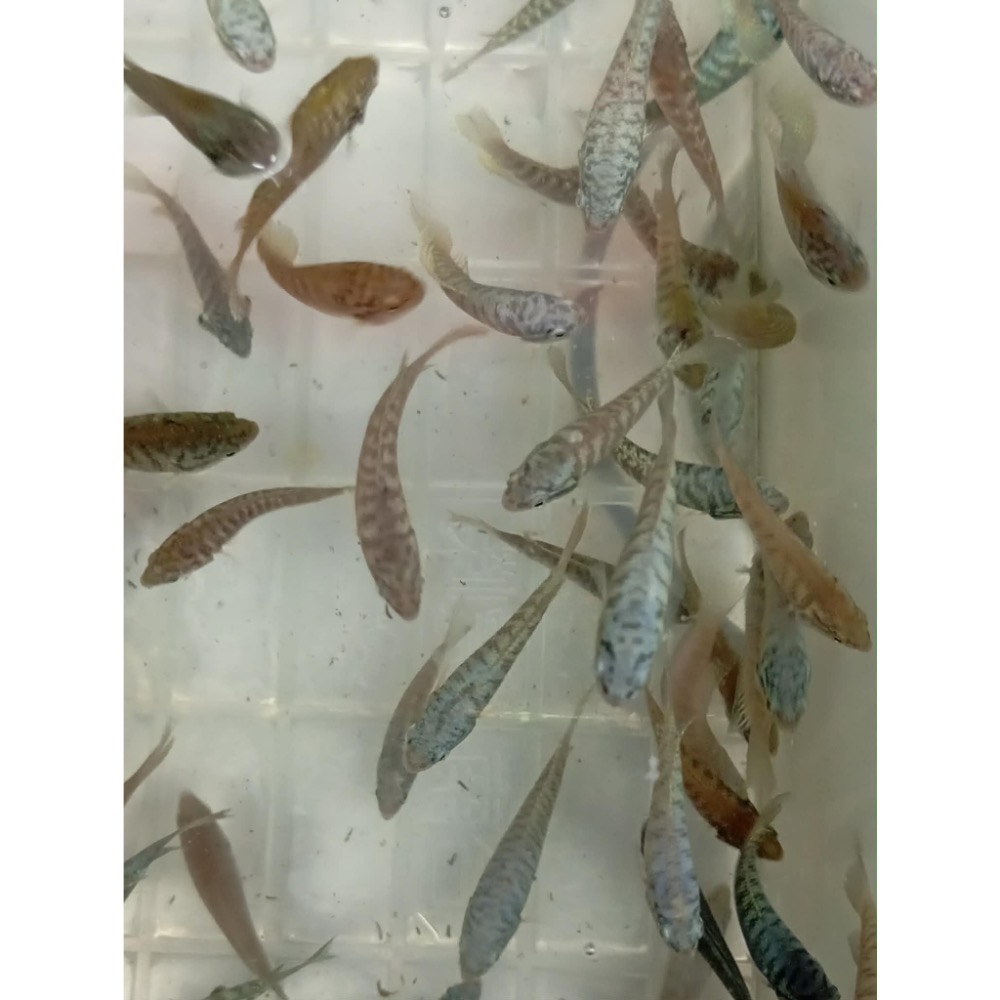 ［苔之坊］蛇血藍魚苗。約1.5公分七隻ㄧ組。改良蓋斑鬥魚-細節圖3