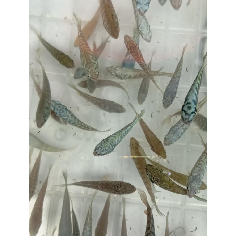 ［苔之坊］蛇血藍魚苗。約1.5公分七隻ㄧ組。改良蓋斑鬥魚-細節圖4