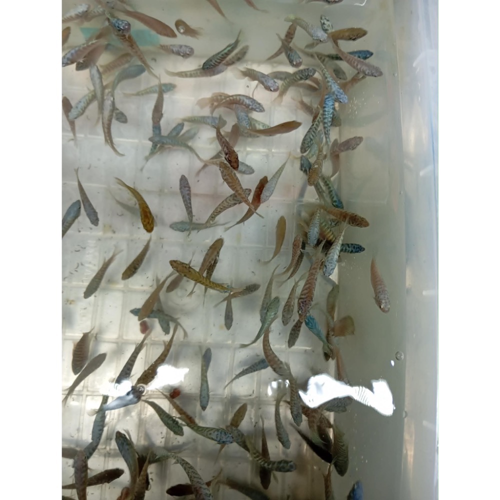 ［苔之坊］蛇血藍魚苗。約1.5公分七隻ㄧ組。改良蓋斑鬥魚-細節圖5