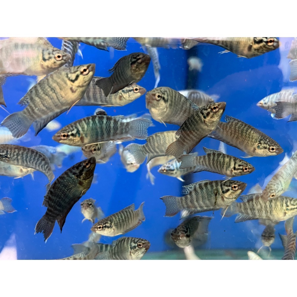 ［苔之坊］藍蛇魚苗。約1.2公分七隻ㄧ組。改良蓋斑鬥魚-細節圖2