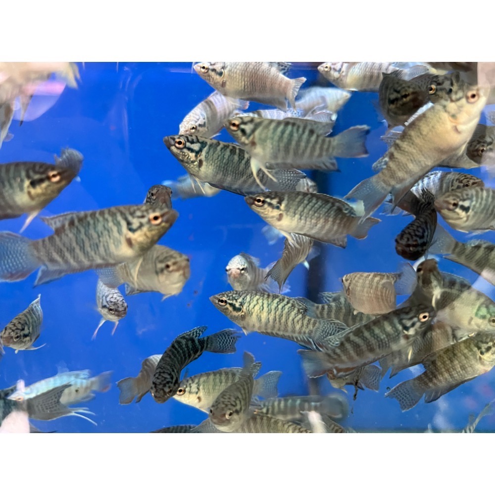 ［苔之坊］藍蛇魚苗。約1.2公分七隻ㄧ組。改良蓋斑鬥魚-細節圖5