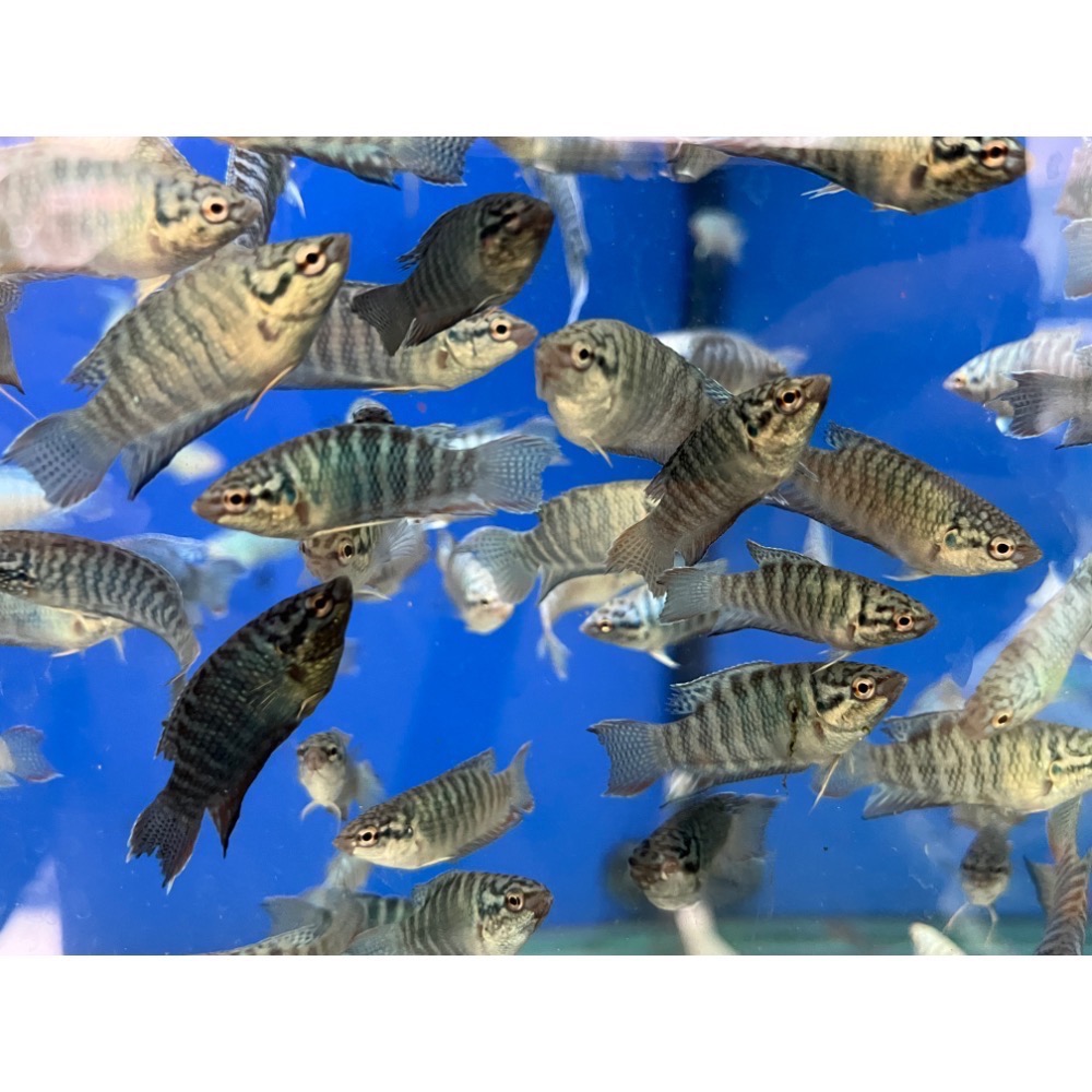［苔之坊］藍蛇魚苗。約1.2公分七隻ㄧ組。改良蓋斑鬥魚-細節圖2