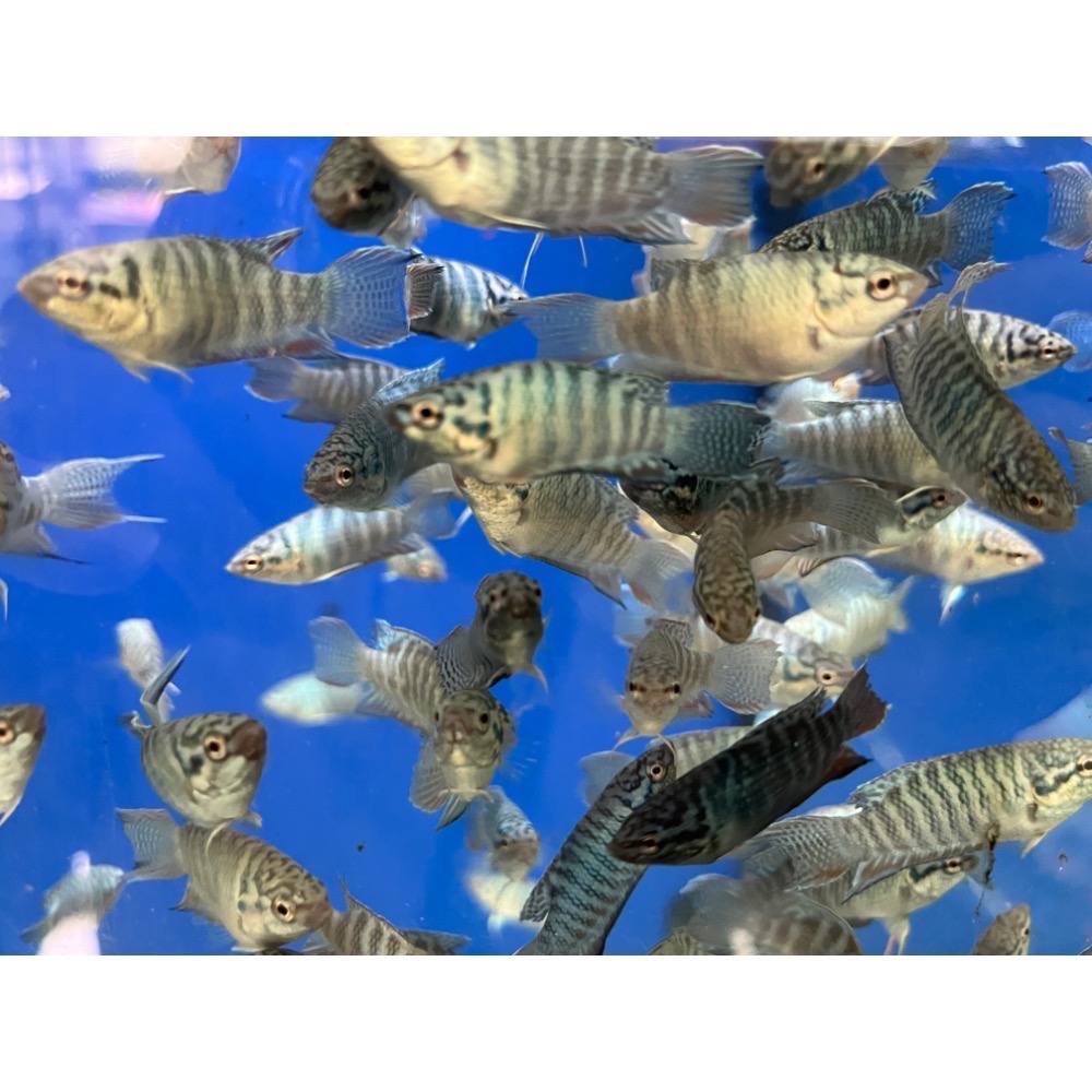 ［苔之坊］藍蛇魚苗。約1.2公分七隻ㄧ組。改良蓋斑鬥魚-細節圖3