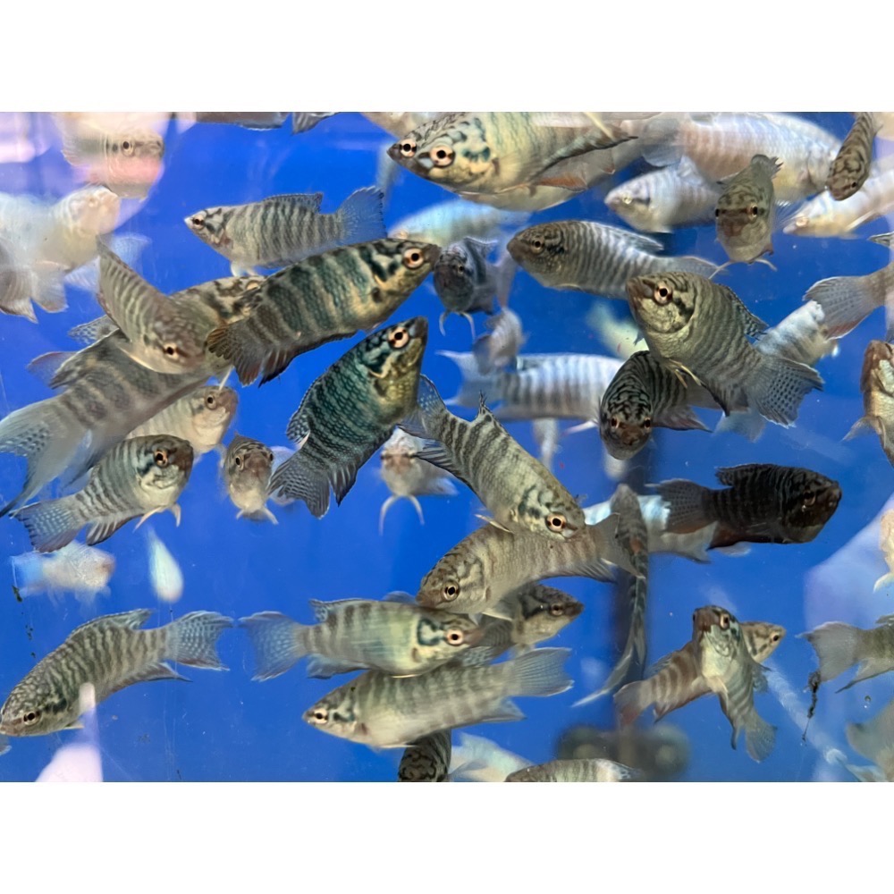 ［苔之坊］藍蛇魚苗。約1.2公分七隻ㄧ組。改良蓋斑鬥魚-細節圖4
