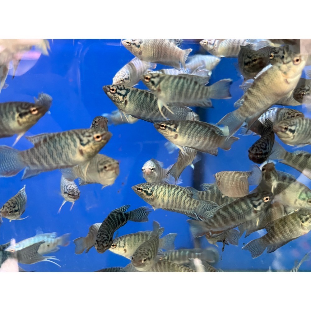 ［苔之坊］藍蛇魚苗。約1.2公分七隻ㄧ組。改良蓋斑鬥魚-細節圖5
