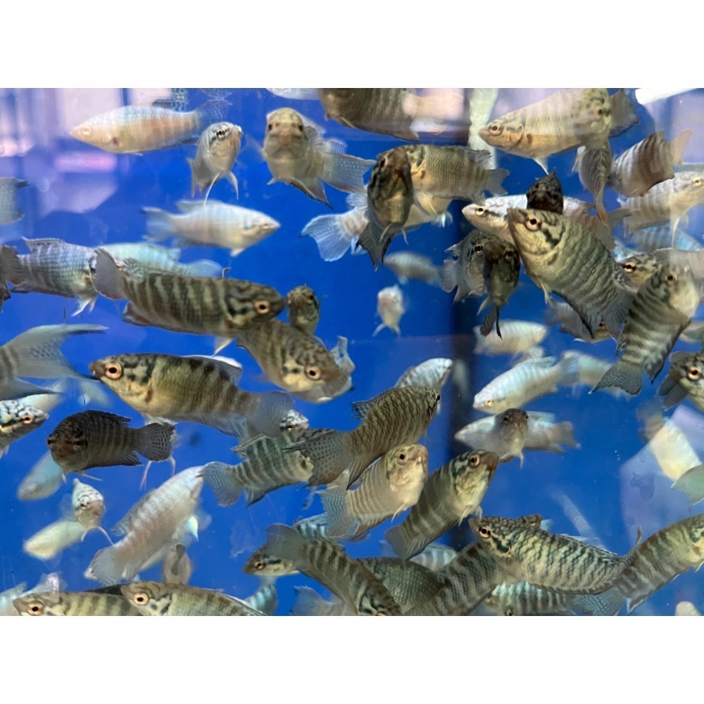 ［苔之坊］藍蛇魚苗。約1.2公分七隻ㄧ組。改良蓋斑鬥魚-細節圖6