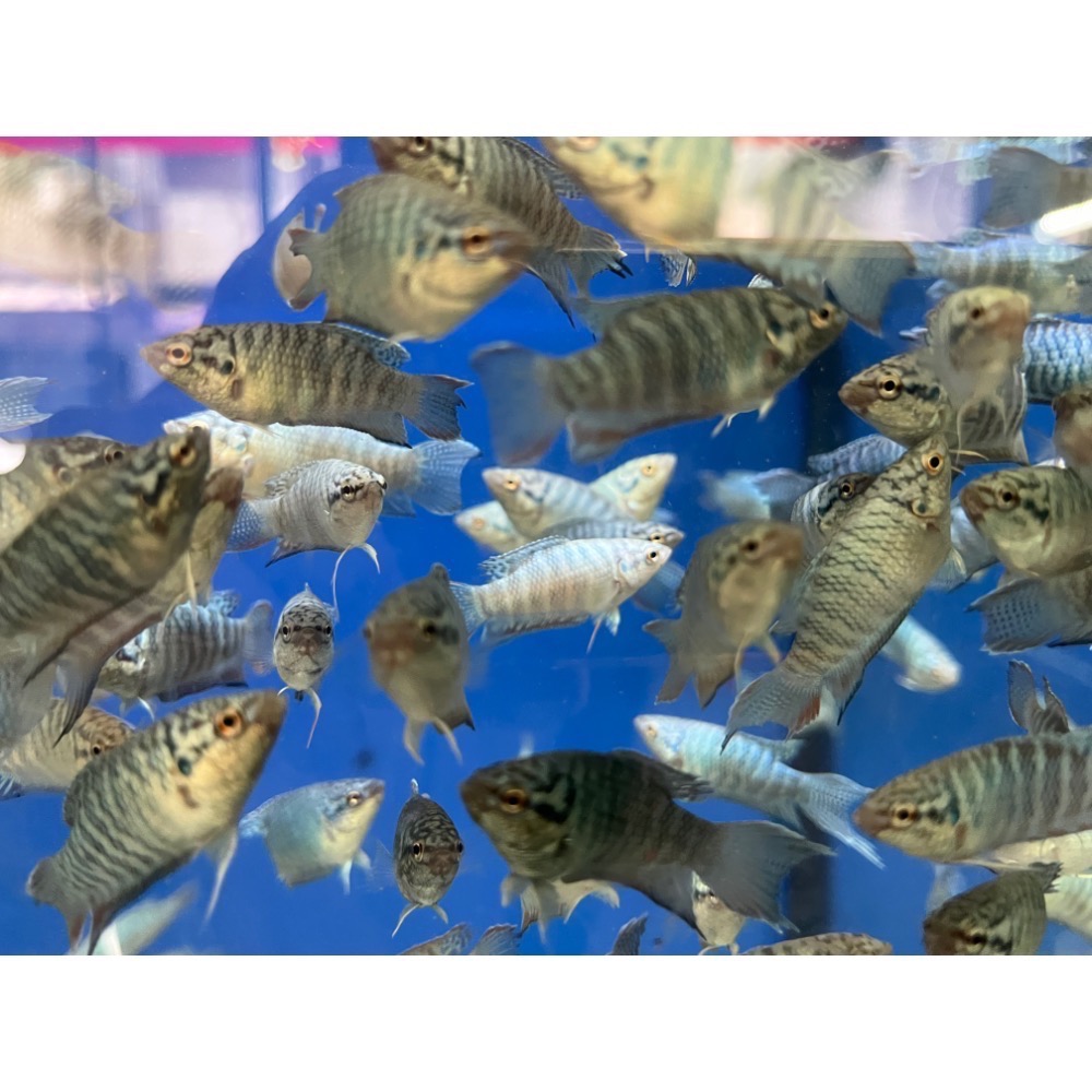 ［苔之坊］藍蛇魚苗。約1.2公分七隻ㄧ組。改良蓋斑鬥魚-細節圖7