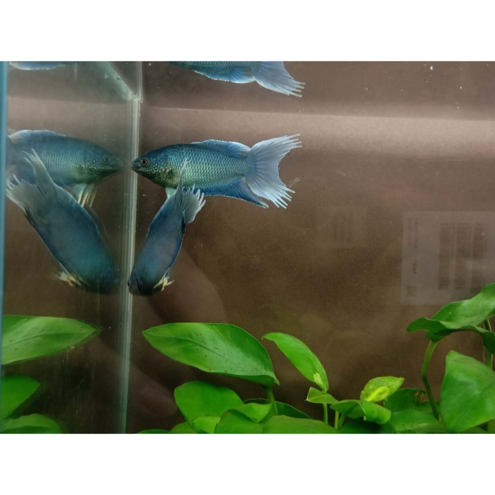 ［苔之坊］無紋藍火焰。約4～5公分。改良蓋斑鬥魚-細節圖2