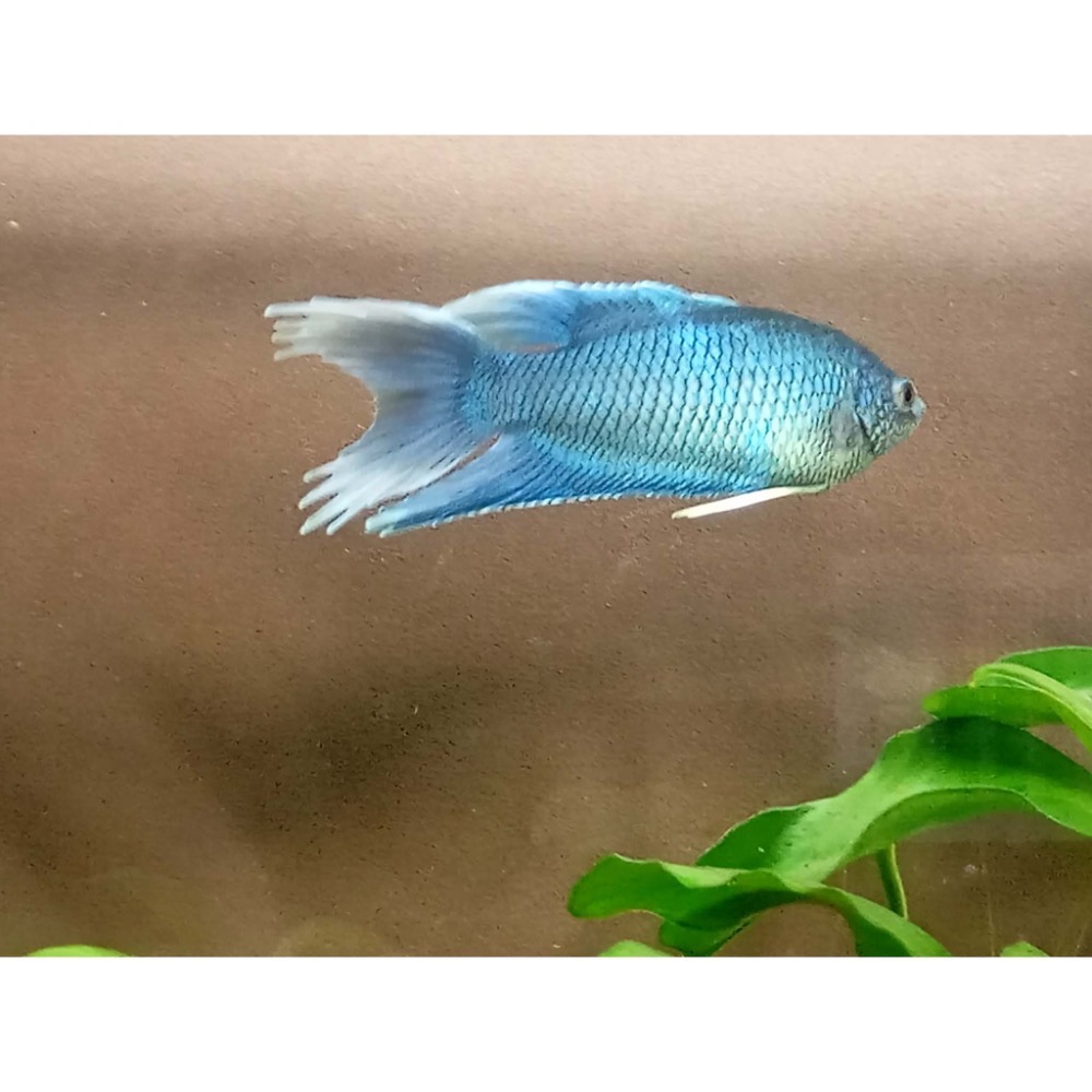 ［苔之坊］無紋藍火焰。約4～5公分。改良蓋斑鬥魚-細節圖3