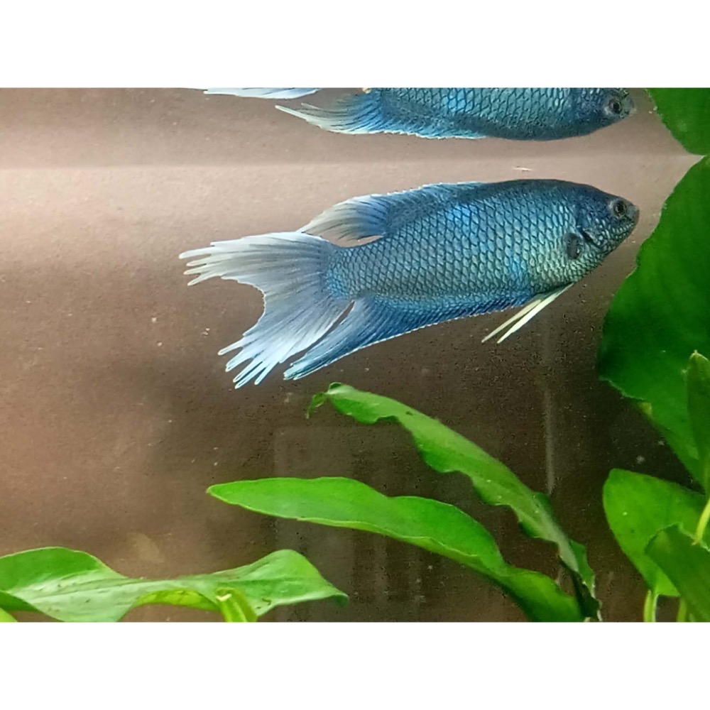 ［苔之坊］無紋藍火焰。約4～5公分。改良蓋斑鬥魚-細節圖4