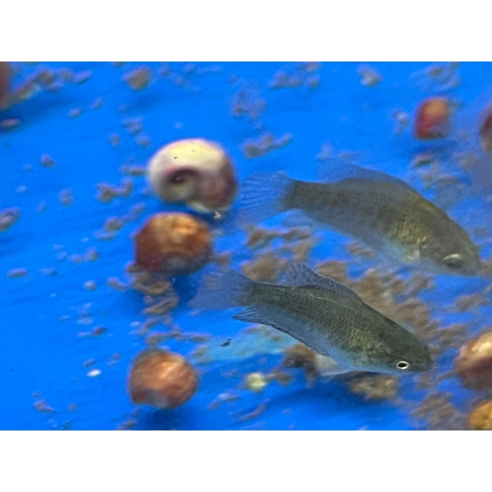 [苔之坊］改良黑叉魚苗。約1.2公分七隻ㄧ組。改良蓋斑鬥魚-細節圖2