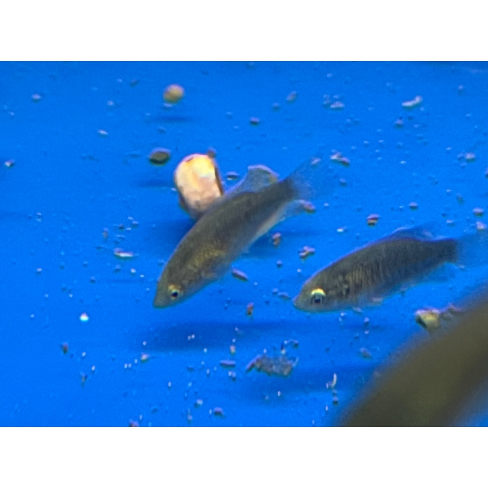 [苔之坊］改良黑叉魚苗。約1.2公分七隻ㄧ組。改良蓋斑鬥魚-細節圖3