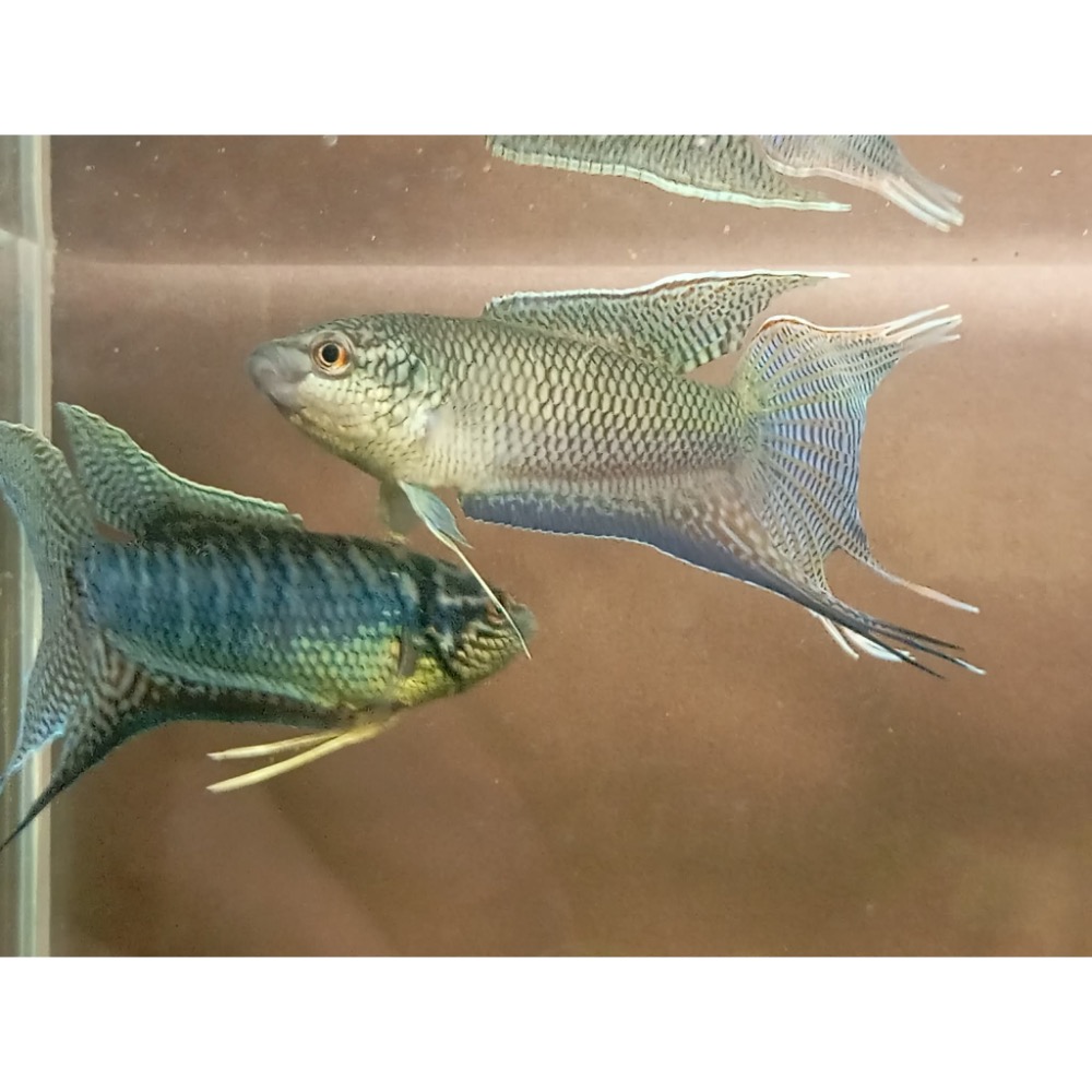 [苔之坊］改良黑叉魚苗。約1.2公分七隻ㄧ組。改良蓋斑鬥魚-細節圖5