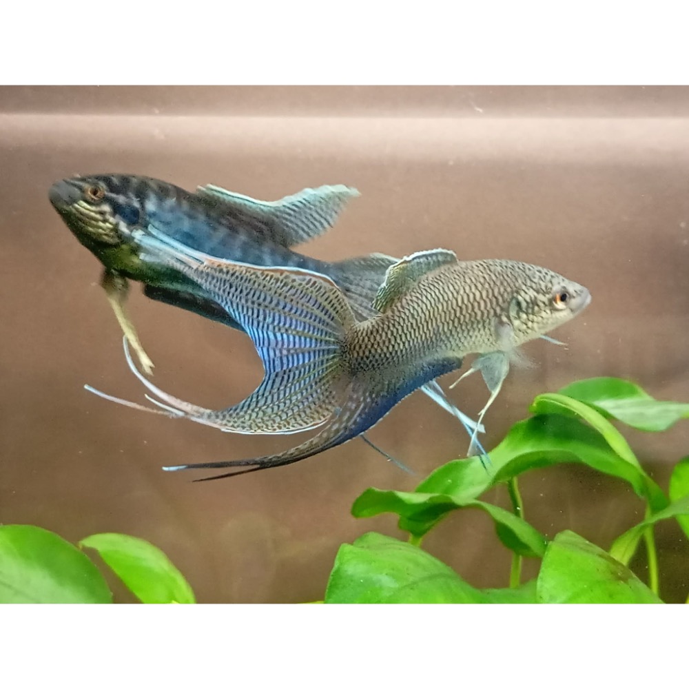 [苔之坊］改良黑叉魚苗。約1.2公分七隻ㄧ組。改良蓋斑鬥魚-細節圖6