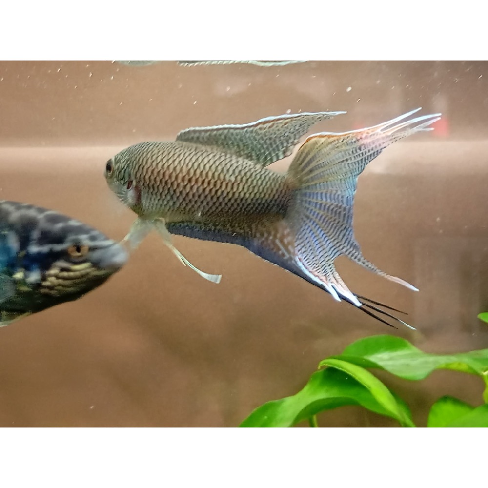 [苔之坊］改良黑叉魚苗。約1.2公分七隻ㄧ組。改良蓋斑鬥魚-細節圖7